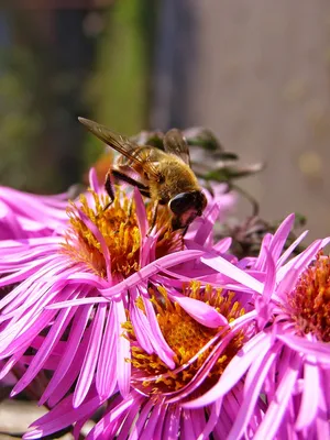 Фотографии пчел на цветах: взгляд на природу через объектив