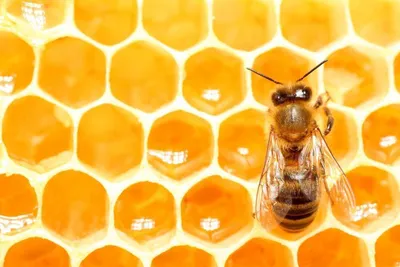 Пчелы на цветах: красота и жизненная сила в одном кадре