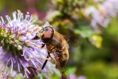 Пчелы на цветах: нежность и энергия в природе