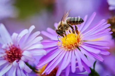 Фотографии пчел на цветах: природные шедевры в кадре