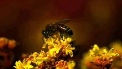 Фотографии пчел на цветах: маленькие герои великого мира