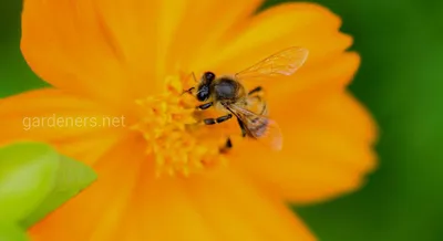 Фотографии пчел на цветах: волшебство природы в каждом кадре