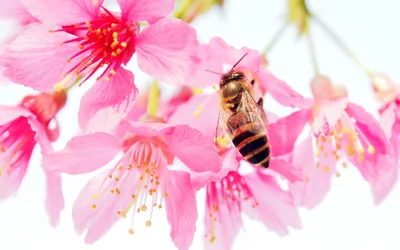 Фотографии пчел на цветах: мир, полный цветов и насекомых