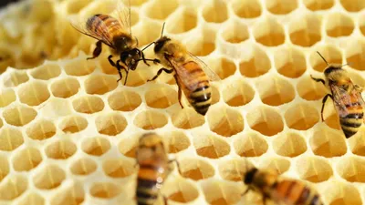 Пчелы на цветах: натуральная красота в объективе фотографа