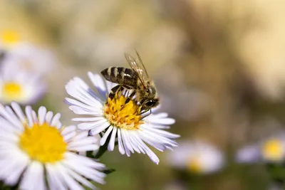Фото пчел на цветах в Full HD