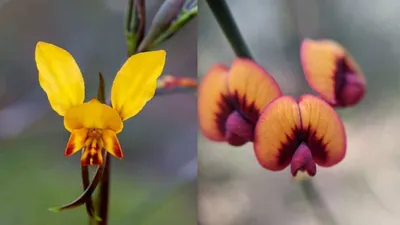 Картинки пчел на цветах в формате PNG