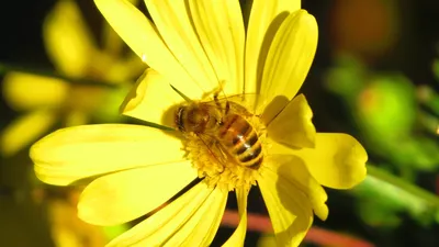 Фото пчел на цветах в формате JPG