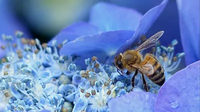 Арт-фото пчел на цветах в Full HD