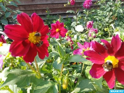 Изображения пчел на цветах для скачивания