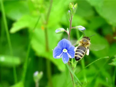 Фотографии пчел на цветах в 4K разрешении