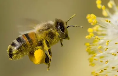 Изображение пчелы с пыльцой в хорошем качестве для скачивания