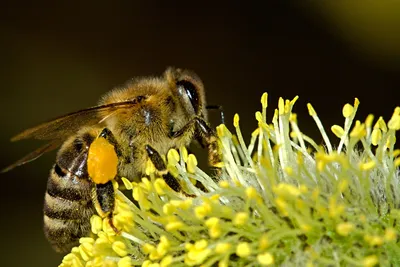 Фото пчелы с пыльцой в формате JPG в хорошем качестве