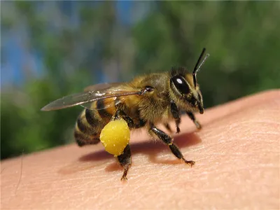 Картинки пчелы с пыльцой в формате PNG