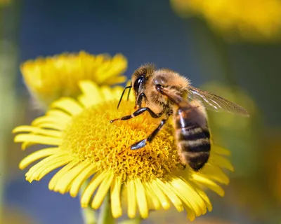 Новое изображение пчелы с пыльцой в HD качестве бесплатно