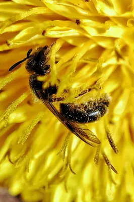 Скачать фото пчелы с пыльцой в Full HD в хорошем качестве
