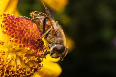 Фото пчелы с пыльцой в 4K разрешении в хорошем качестве
