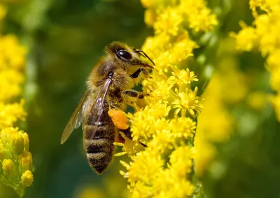Изображение пчелы с пыльцой в формате WebP для скачивания