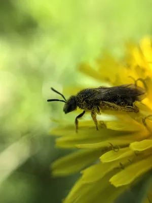 Картинка пчелы с пыльцой в формате PNG в HD качестве