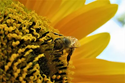 Фото пчелы с пыльцой в формате JPG в HD качестве