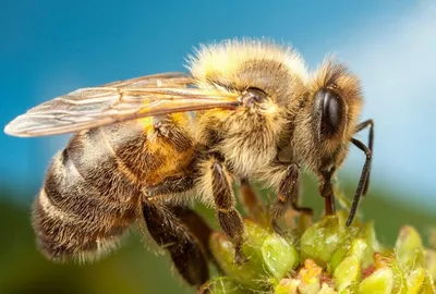 Скачать фото пчелы с пыльцой в формате WebP
