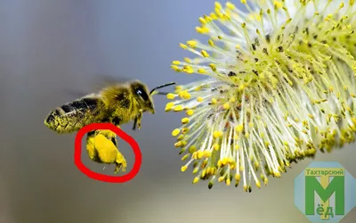 Фото пчелы с пыльцой в формате WebP