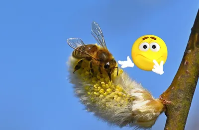 Фото пчелы с пыльцой в формате PNG в 4K разрешении
