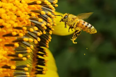 Картинка пчелы с пыльцой в формате WebP в хорошем качестве
