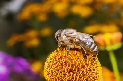 Фото пчелы с пыльцой в формате PNG в 4K разрешении для скачивания