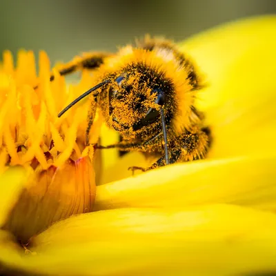 Изображение пчелы с пыльцой в формате JPG в 4K разрешении для скачивания