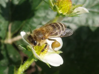 Картинка пчелы с пыльцой в формате WebP в хорошем качестве для скачивания