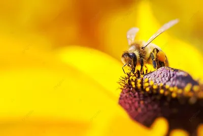 Пчелы с пыльцой на фото