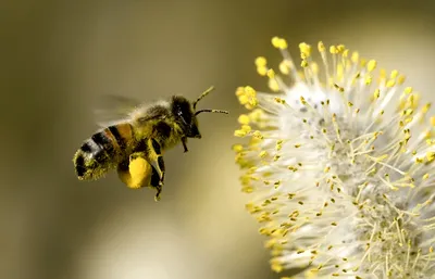 Новое изображение пчелы с пыльцой в HD качестве