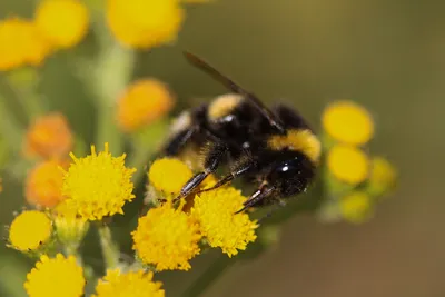 Удивительные пчелы с пыльцой