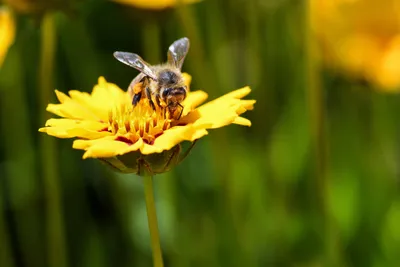 Фотографии пчел с пыльцой