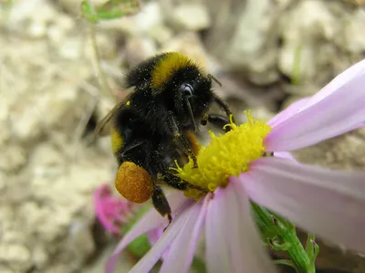 Загадочные пчелы с пыльцой