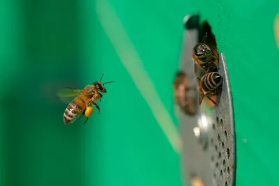 Фотографии пчел собирающих пыльцу