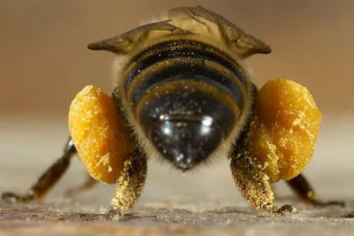 Пчелы и их работа на фото