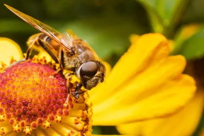 Уникальные снимки пчел с пыльцой