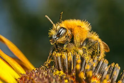 Фотографии пчел в действии