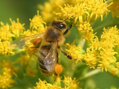 Скачать фото пчелы с пыльцой в Full HD