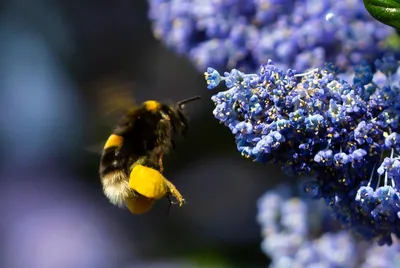 Пчелы с пыльцой в объективе камеры