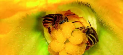 Пчелы с пыльцой: красота природы на фото