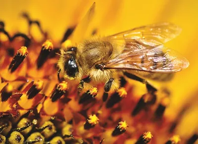 Фотографии пчел и их важная роль в природе