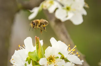 Загадочные пчелы и их труд на фото