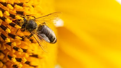 Пчелы с пыльцой: жизнь на фото