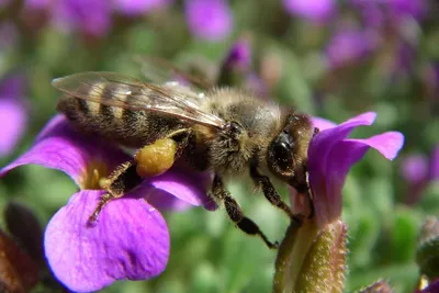 Фотографии пчел и их важность для растений
