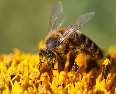 Пчелы с пыльцой: маленькие труженицы на фото