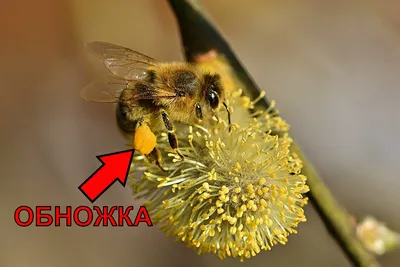 Фото пчелы с пыльцой в 4K разрешении