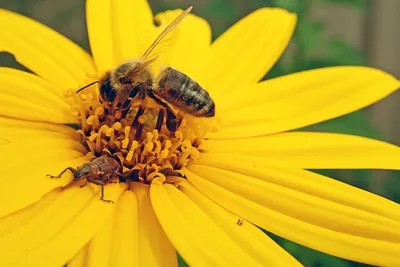 Фотографии пчел и их вклад в пчеловодство