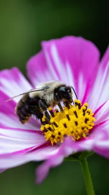 Пчелы с пыльцой: красота и польза на фото